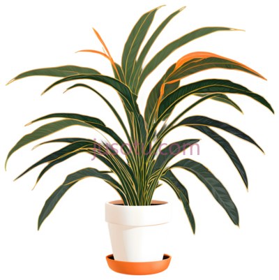 植物,盆栽,绿色, PNG