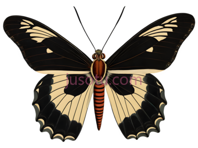 蝴蝶蛾,昆虫, PNG