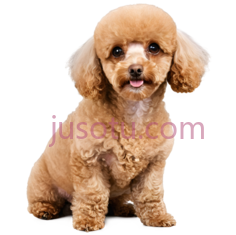 玩具贵宾犬PNG