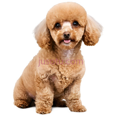 玩具贵宾犬, PNG