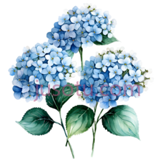 绣球花,插画,蓝色PNG