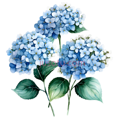 绣球花,插画,蓝色, PNG