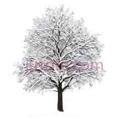 树,雪覆盖,白色PNG