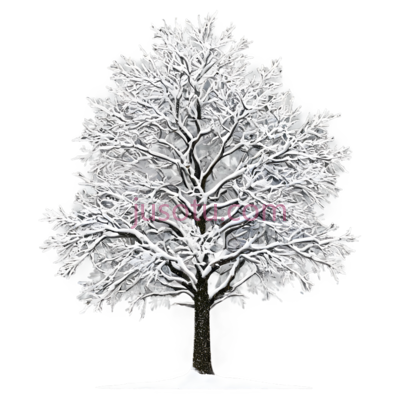 树,雪覆盖,白色, PNG