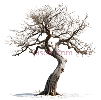 树,盆景,棕色, PNG