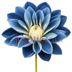 蓝色,大丽花,花瓣PNG