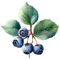 蓝莓枝PNG