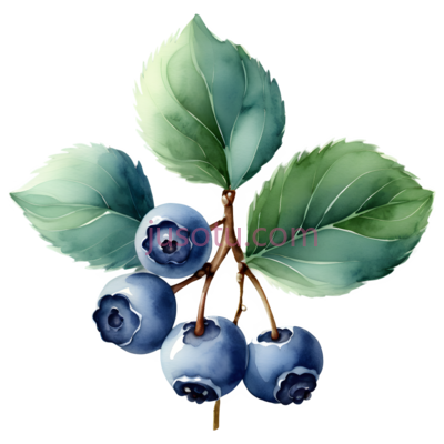 蓝莓枝, PNG