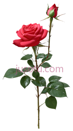 玫瑰,自然,红色PNG