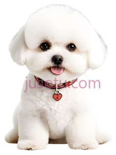 狗,白色卷毛,白色PNG