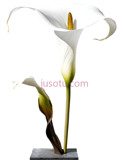 百合,白色, PNG