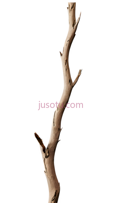 树枝,裂纹, PNG