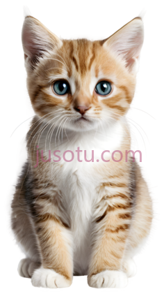 小猫,卡通,橘色,白色PNG