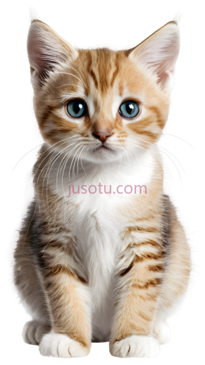 小猫,卡通,橘色,白色, PNG