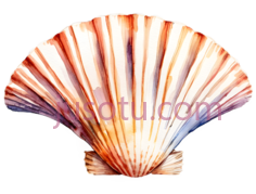 扇贝PNG