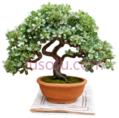 盆景,中式,绿色PNG