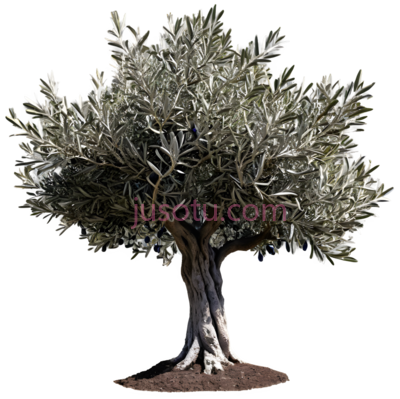树,3D,绿色, PNG