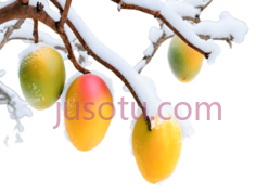 芒果,被雪覆盖,绿色,黄色PNG