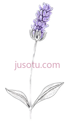 薰衣草花, PNG