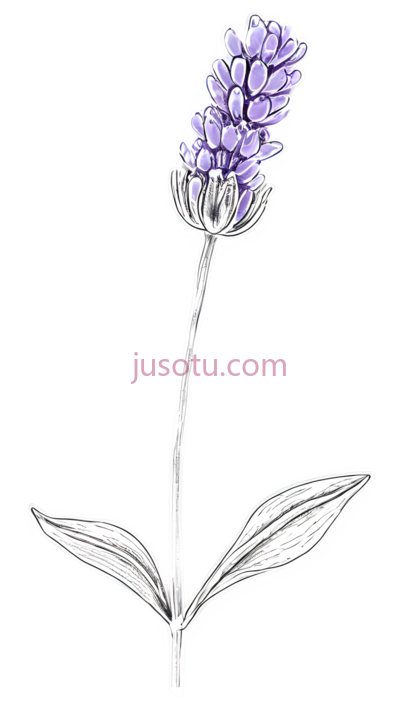薰衣草花, PNG