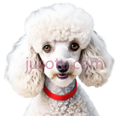 狗,卷毛,白色PNG