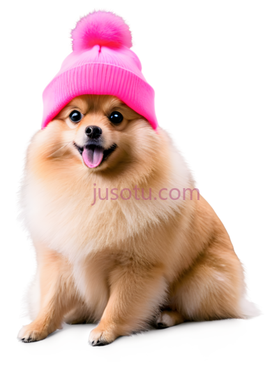 博美犬,戴粉色毛线帽,浅棕色, PNG