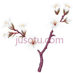 樱花,插画,白色,粉色, PNG