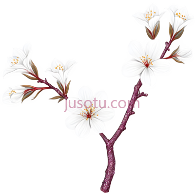 樱花,插画,白色,粉色, PNG