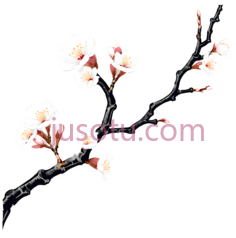 樱花,插画,白色,粉色, PNG