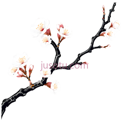樱花,插画,白色,粉色, PNG