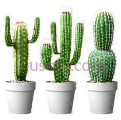 仙人掌,卡通,绿色PNG