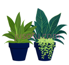 盆栽植物,插画,绿色PNG