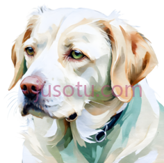 肖像,犬PNG