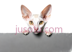 猫,无毛,白色PNG