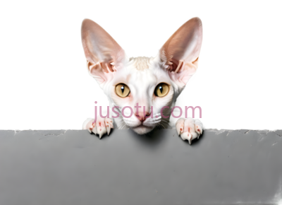猫,无毛,白色, PNG