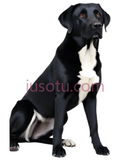 狗,插画,黑色,白色PNG