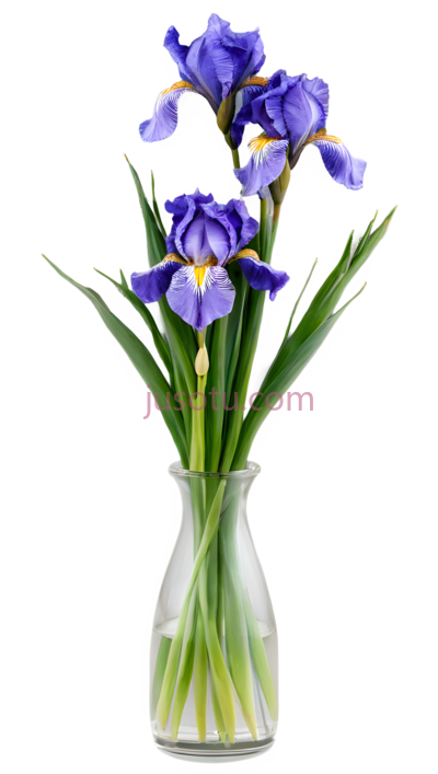 鸢尾花,紫色, PNG