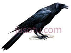 乌鸦,黑色PNG
