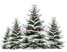 雪松,插画,绿色,白色PNG