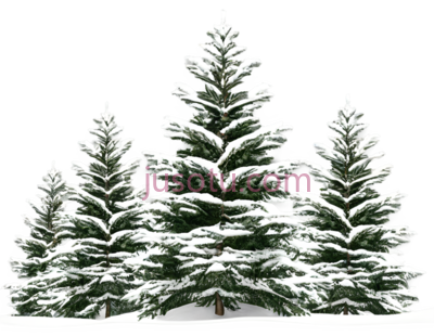 雪松,插画,绿色,白色, PNG