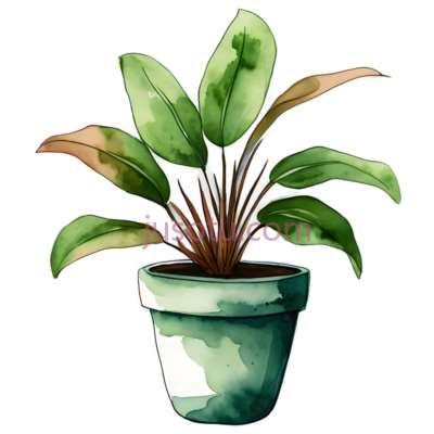 盆栽,插画,绿色, PNG