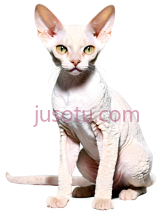 无毛猫,白色PNG