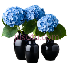 绣球花,蓝色, PNG