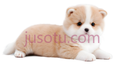 级可爱宠物PNG