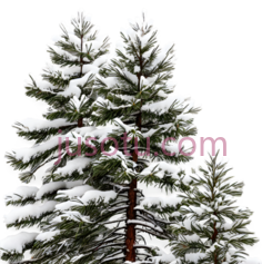 雪松,自然,绿色PNG