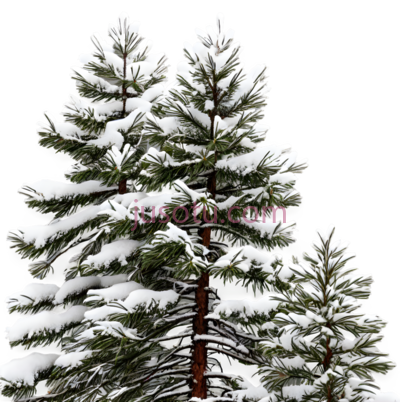 雪松,自然,绿色, PNG