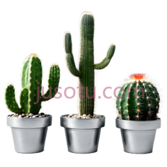 仙人掌,仙人球,盆栽植物,绿色PNG