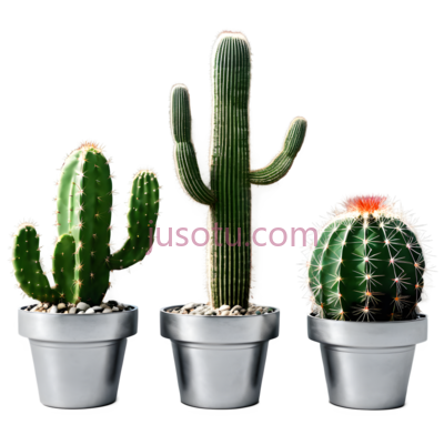 仙人掌,仙人球,盆栽植物,绿色, PNG