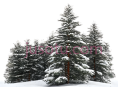 雪松,自然,绿色, PNG