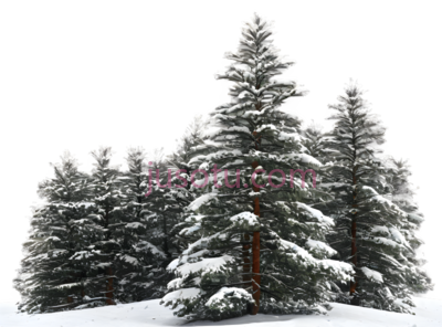 雪松,自然,绿色, PNG